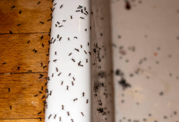 Best Pest Removal Services  in Marion, IN
